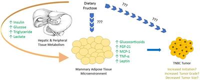 Dietary Fructose Consumption and Triple-Negative Breast Cancer Incidence